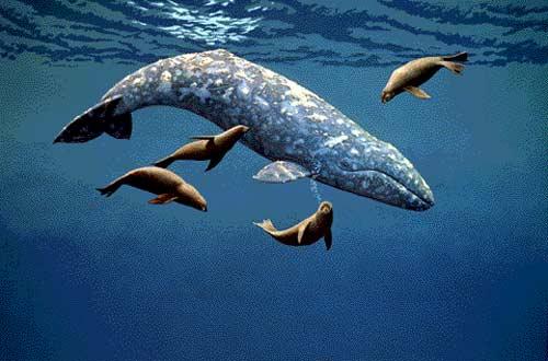 صور - معلومات عن الحوت الرمادي بالصور