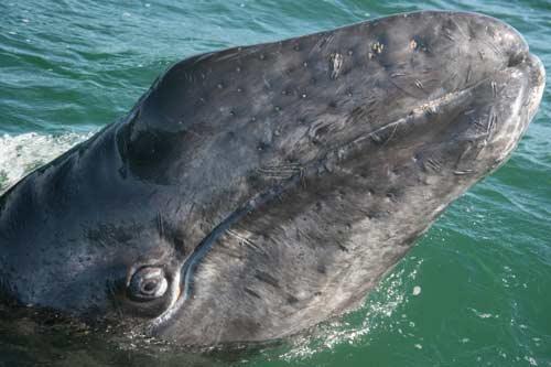 صور - معلومات عن الحوت الرمادي بالصور