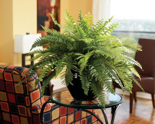 صور - كيف تحافظ على نباتات الزينة على قيد الحياه فى منزلك ؟
