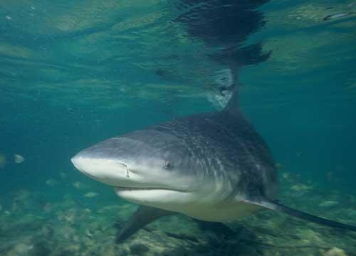 صور - سمك قرش الثور احد اخطر انواع سمك القرش