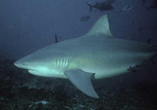 صور - سمك قرش الثور احد اخطر انواع سمك القرش