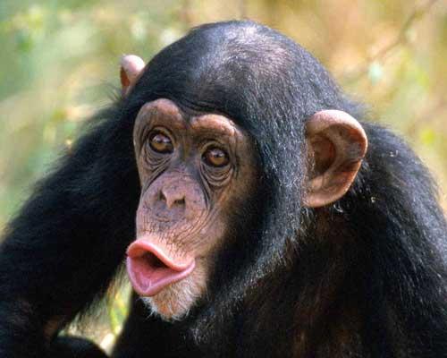 صور - معلومات عن قرد الشمبانزي