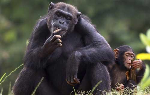 صور - معلومات عن قرد الشمبانزي