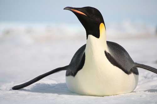 صور - معلومات عن طائر البطريق الامبراطوري