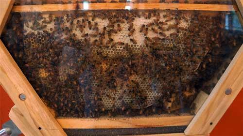 صور - طرائف وغرائب حول العالم - نظام جديد لتربية النحل داخل المنزل !!