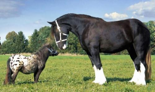 صور - تعرف على اكبر و اصغر سلالة الخيول