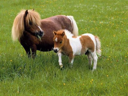 صور - تعرف على اكبر و اصغر سلالة الخيول