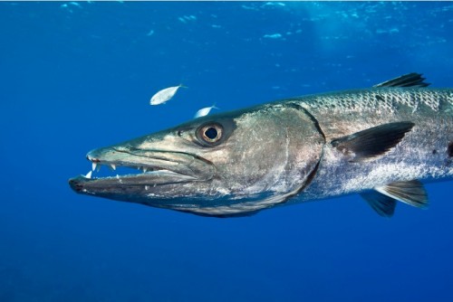 صور - معلومات عن سمك الباراكودا