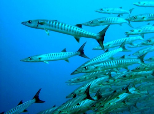 صور - معلومات عن سمك الباراكودا