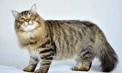 صور - ماذا تعرف عن القط السيبيري الروسي ؟