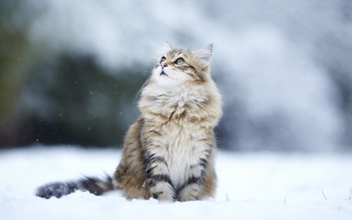 صور - ماذا تعرف عن القط السيبيري الروسي ؟