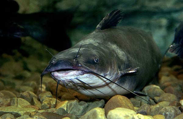 صور - معلومات عن سمك السلور او سمك القراميط