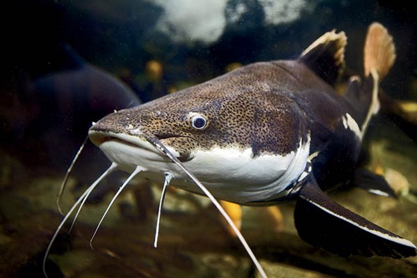 صور - معلومات عن سمك السلور او سمك القراميط