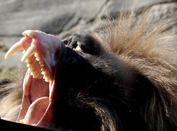 صور - 10 من الحيوانات صاحبة الاسنان المرعبة