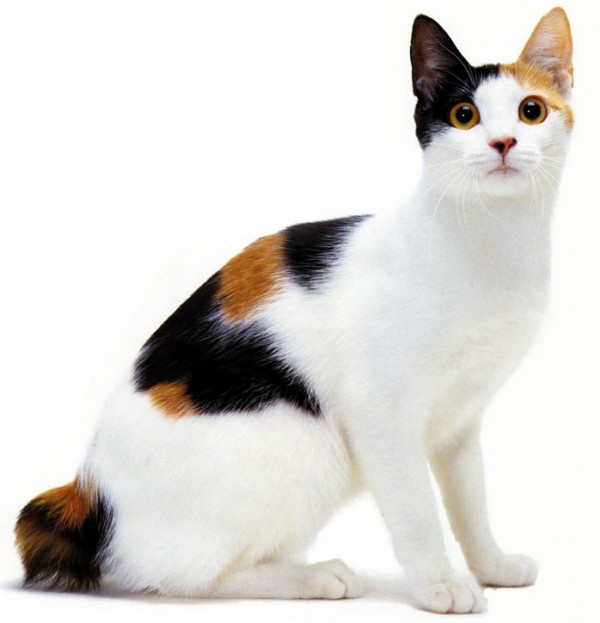 صور - معلومات عن القطط اليابانية قصيرة الذيل