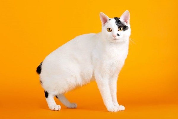 صور - معلومات عن القطط اليابانية قصيرة الذيل