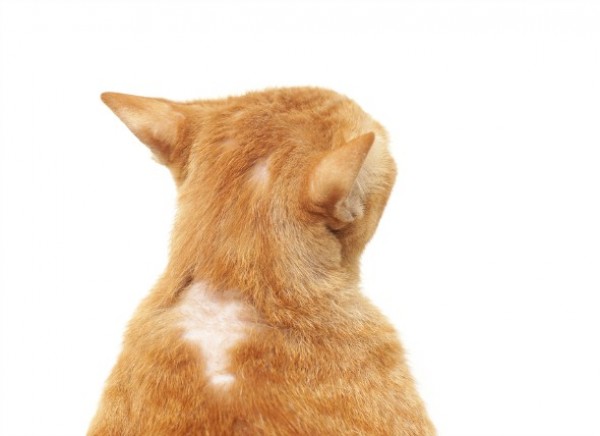 صور - ما هى اسباب تساقط شعر القطط ؟ و كيفية علاجها ؟
