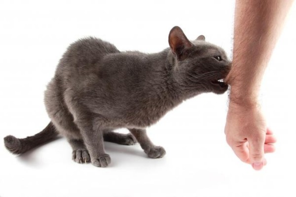 صور - ما هي اعراض و طرق علاج عضة القطة ؟
