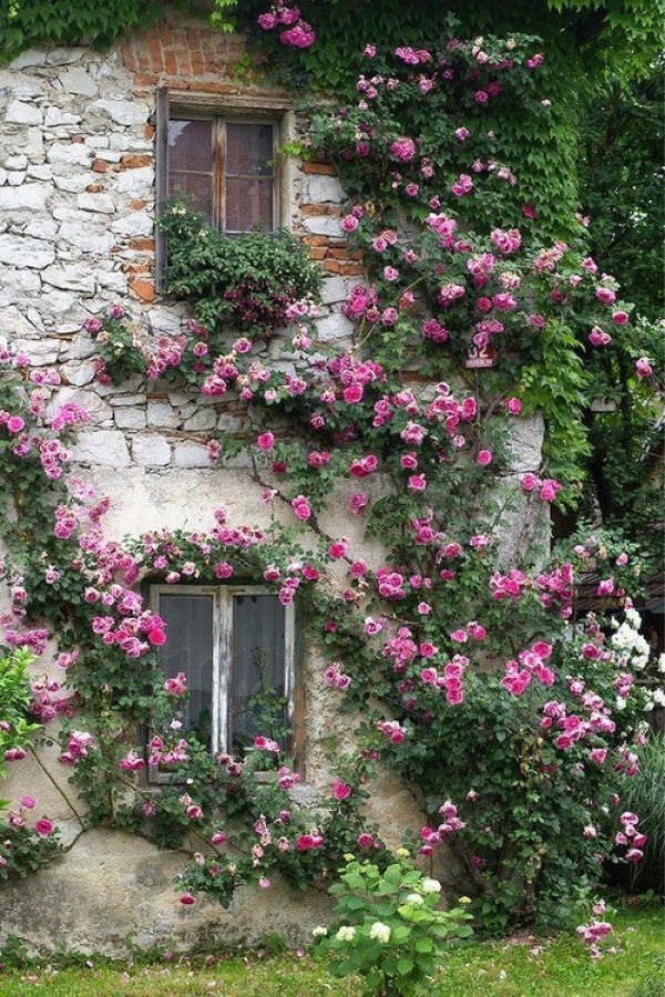صور - افضل طريقة لزيادة الازهار فى الحدائق المنزلية