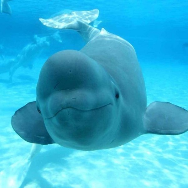 صور - حقائق لم تعرفها عن الحوت الابيض بالصور