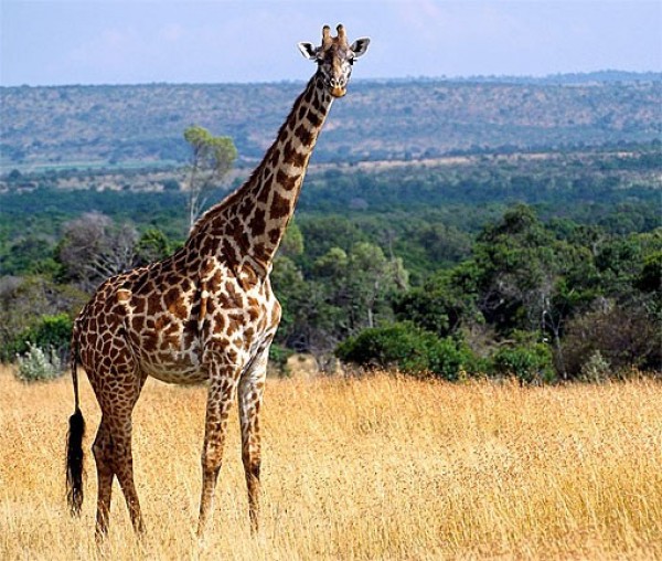 صور - حقائق مدهشة عن الزرافة اطول الحيوانات في العالم
