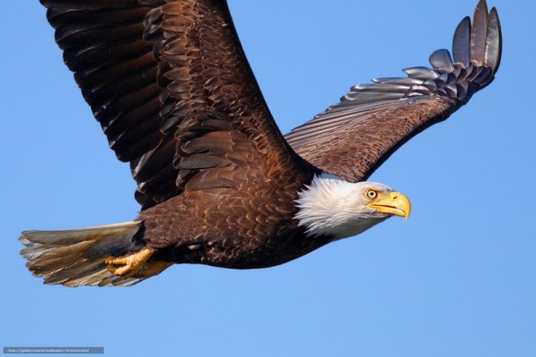 صور - النسر الامريكي أكبر الطيور الجارحة في العالم