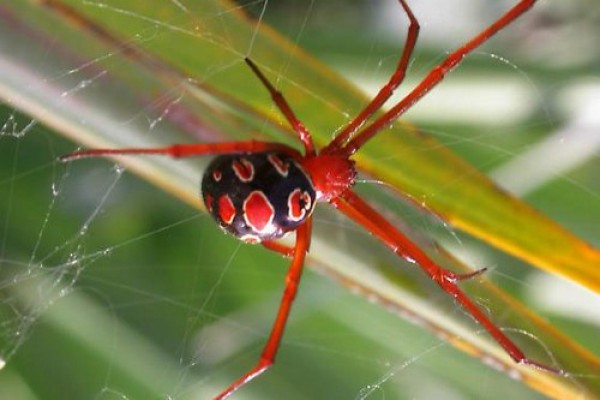 صور - اخطر 10 عناكب في العالم بالصور