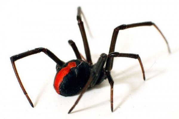 صور - اخطر 10 عناكب في العالم بالصور