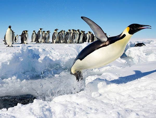 طائر البطريق يعيش في القطب الجنوبي