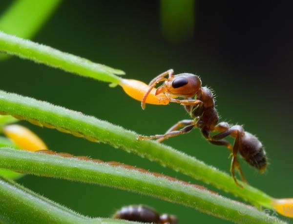 صور - 10 معلومات جنونية عن النمل