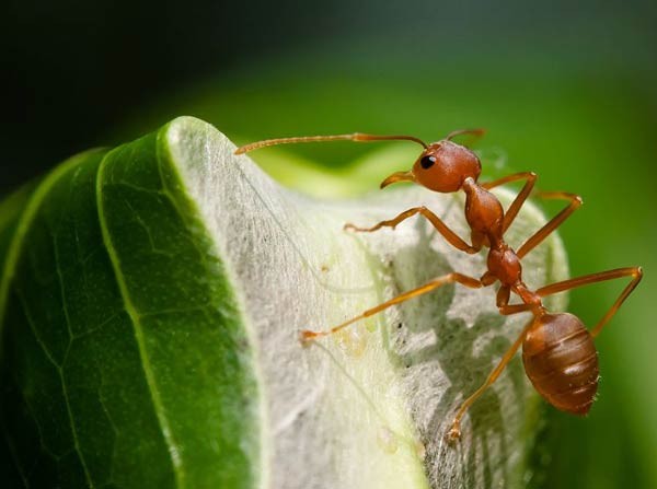 صور - 10 معلومات جنونية عن النمل