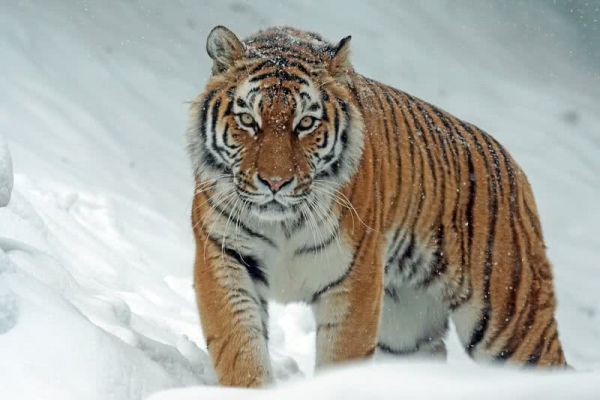 صور - اجمل 10 حيوانات مهددة بالانقراض في العالم بالصور