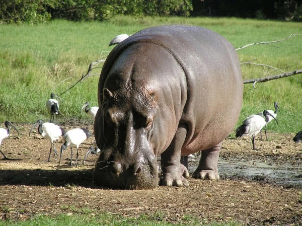 10 من اضخم الحيوانات في العالم بالصور ماجيك بوكس