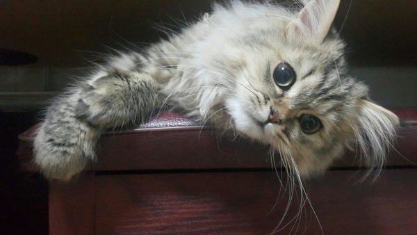 القط الفارسي من الطف الحيوانات في العالم