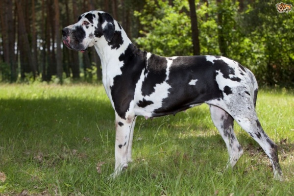 من اكبر كلاب العالم الكلب الدنماركي الضخم