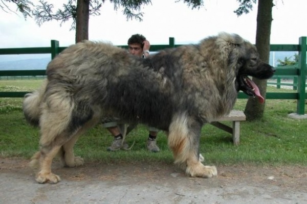 من اكبر كلاب العالم كلب الراعي القوقازي