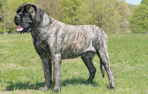 من اكبر كلاب العالم كلب الدرواس الانجليزي
