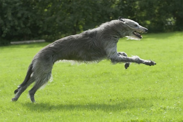 من اكبر كلاب العالم كلاب الذئاب الايرلندية