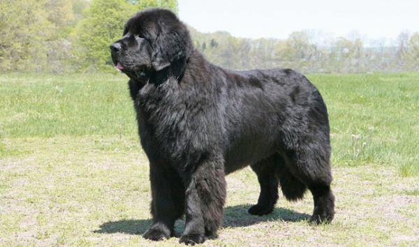 من اكبر كلاب العالم كلب نيوفاوندلاند