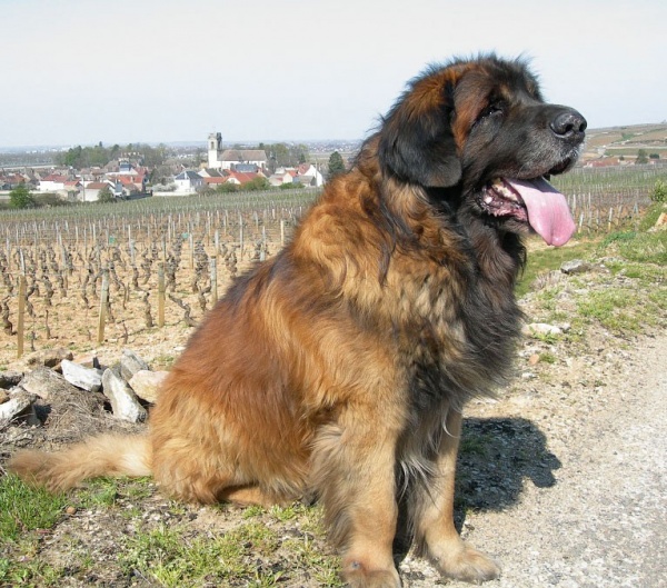 من اكبر كلاب العالم كلب ليونبرجر