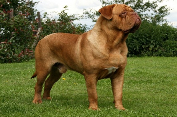 من اكبر كلاب العالم كلب دي بوردو الفرنسي