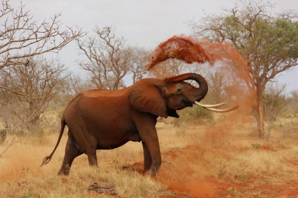 الفيل الأفريقي من اخطر الحيوانات في العالم