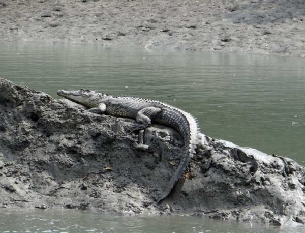 تمساح المياه المالحة من اخطر الحيوانات في العالم