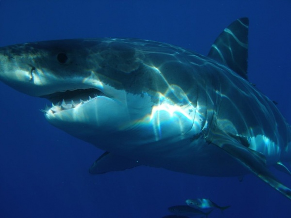 القرش الأبيض العظيم من اخطر الحيوانات في العالم