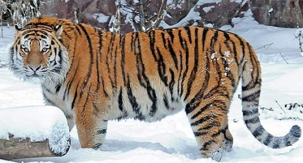  نمر جنوب الصين من انواع النمور