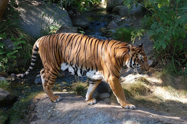  نمر الهند الصيني من انواع النمور