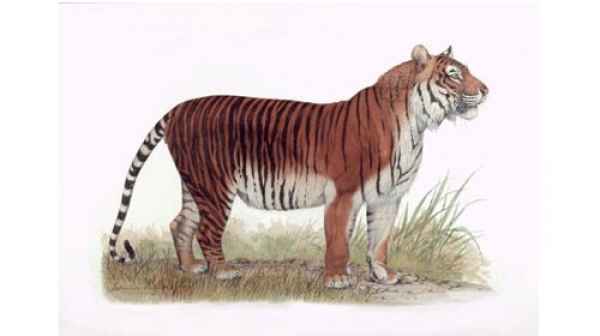  نمر جافان من انواع النمور