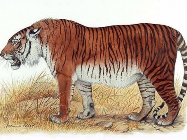  نمر قزوين من انواع النمور