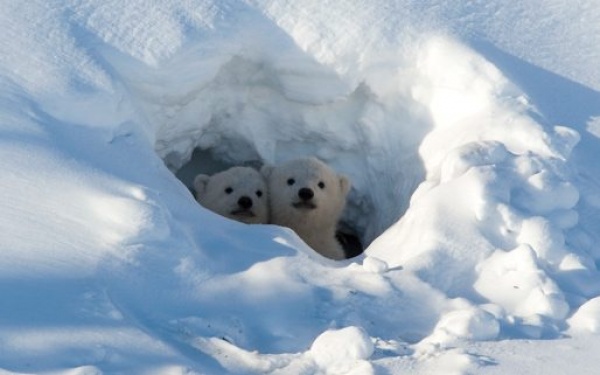 صغار الدببة القطبية مختبئين في الجليد