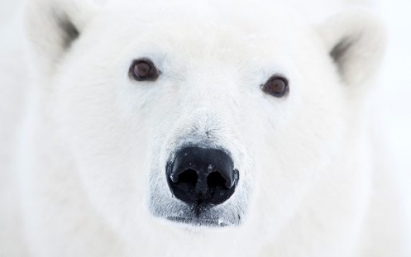 تفاصيل وجه الدب القطبي